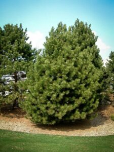 Сосна Чёрная (Pinus Nigra) купить по цене от 270.00р. в интернет-магазине «Посадика» с доставкой почтой в в Солнечногорске и по всей России – [изображение №1].