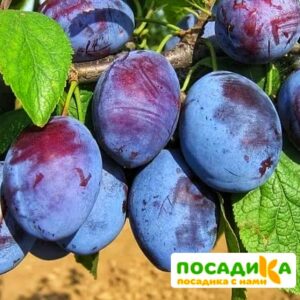 Слива Чачакская ранняя купить по цене от 229.00р. в интернет-магазине «Посадика» с доставкой почтой в в Солнечногорске и по всей России – [изображение №1].