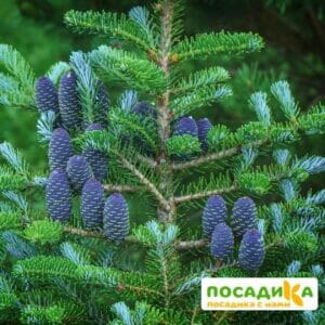 Пихта корейская (Abies koreana) купить по цене от 450.00р. в интернет-магазине «Посадика» с доставкой почтой в в Солнечногорске и по всей России – [изображение №1].