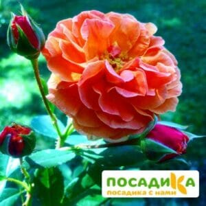 Роза Арабия купить по цене от 350.00р. в интернет-магазине «Посадика» с доставкой почтой в в Солнечногорске и по всей России – [изображение №1].