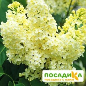 Сирень Примроуз (Primrose) купить по цене от 529.00р. в интернет-магазине «Посадика» с доставкой почтой в в Солнечногорске и по всей России – [изображение №1].