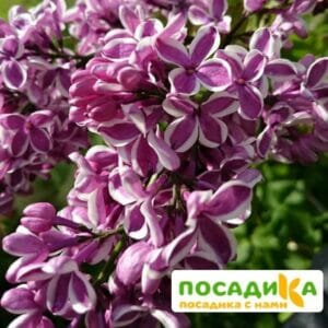 Сирень Сенсация купить по цене от 529.00р. в интернет-магазине «Посадика» с доставкой почтой в в Солнечногорске и по всей России – [изображение №1].