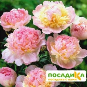 Пион Распберри Сандей (Paeonia Raspberry Sundae) купить по цене от 959р. в интернет-магазине «Посадика» с доставкой почтой в в Солнечногорске и по всей России – [изображение №1].