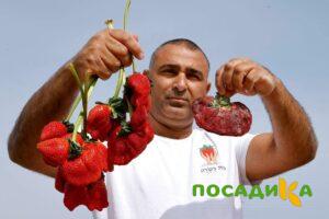 Клубника Гигант Джорнея купить по цене от 266р. в интернет-магазине «Посадика» с доставкой почтой в в Солнечногорске и по всей России – [изображение №1].