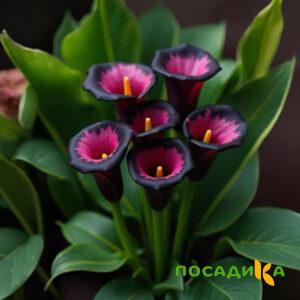 Калла Аура Лейс купить по цене от 400р. в интернет-магазине «Посадика» с доставкой почтой в в Солнечногорске и по всей России – [изображение №1].