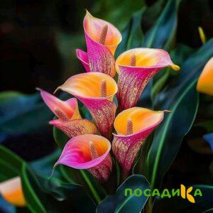 Калла Оникс купить по цене от 450р. в интернет-магазине «Посадика» с доставкой почтой в в Солнечногорске и по всей России – [изображение №1].