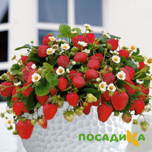 Клубника Рубиновый Шепот (горшечная) купить по цене от 240р. в интернет-магазине «Посадика» с доставкой почтой в в Солнечногорске и по всей России – [изображение №1].