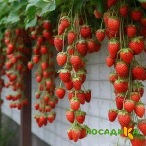 Клубника вьющаяся Комплимент купить по цене от 470р. в интернет-магазине «Посадика» с доставкой почтой в в Солнечногорске и по всей России – [изображение №1].