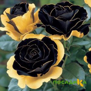 Роза Ханни Сикл купить по цене от 700р. в интернет-магазине «Посадика» с доставкой почтой в в Солнечногорске и по всей России – [изображение №1].
