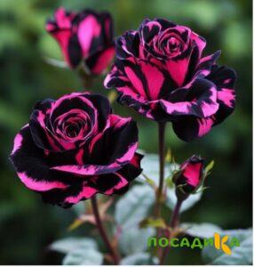 Роза Багровый Шепот купить по цене от 366р. в интернет-магазине «Посадика» с доставкой почтой в в Солнечногорске и по всей России – [изображение №1].