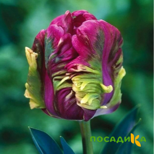 Тюльпан Экзотик Хэвен купить по цене от 186р. в интернет-магазине «Посадика» с доставкой почтой в в Солнечногорске и по всей России – [изображение №1].
