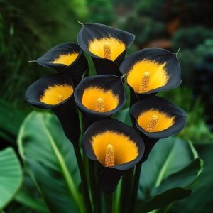 Калла Легато купить по цене от 620р. в интернет-магазине «Посадика» с доставкой почтой в в Солнечногорске и по всей России – [изображение №1].