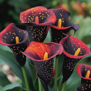 Калла Нуар купить по цене от 299р. в интернет-магазине «Посадика» с доставкой почтой в в Солнечногорске и по всей России – [изображение №1].